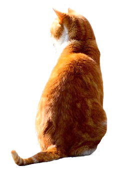 猫 高 画質 - KibrisPDR