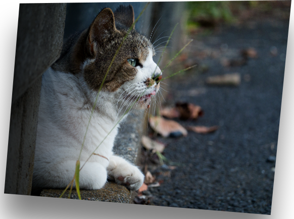 猫 高 画質詳細 2位