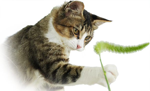 猫 高 画質詳細 3位