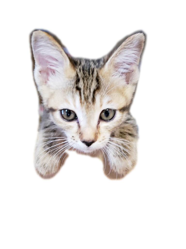 猫 高 画質詳細 4位