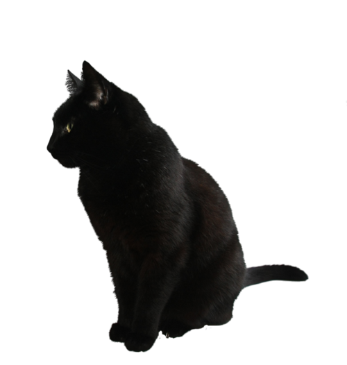 猫 高 画質詳細 8位