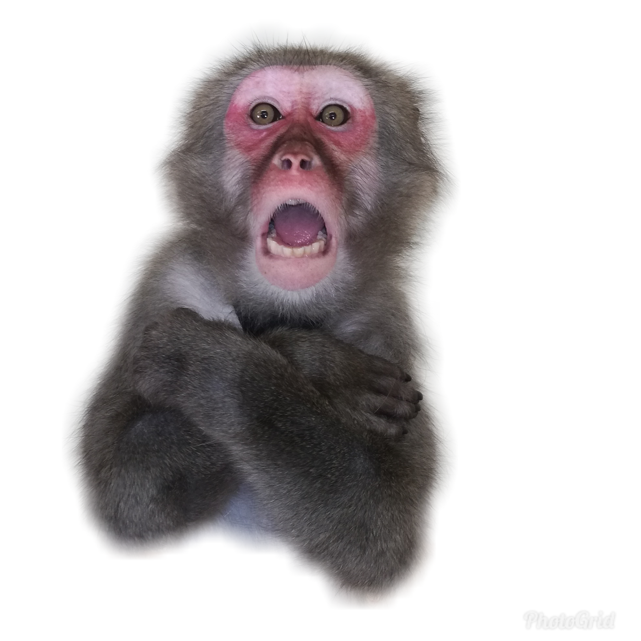猿 の 画像 - KibrisPDR