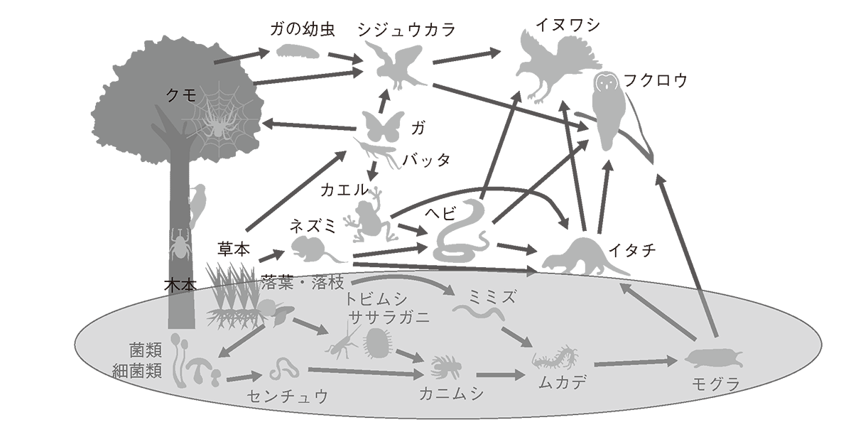 生態 系 イラスト詳細 9位