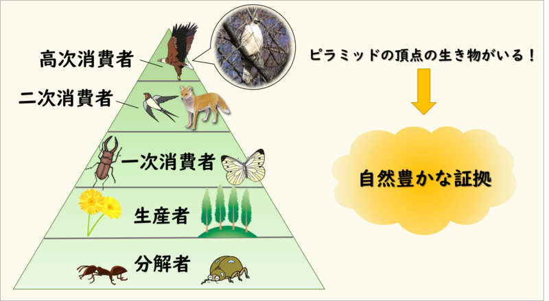 生態 系 イラスト詳細 10位