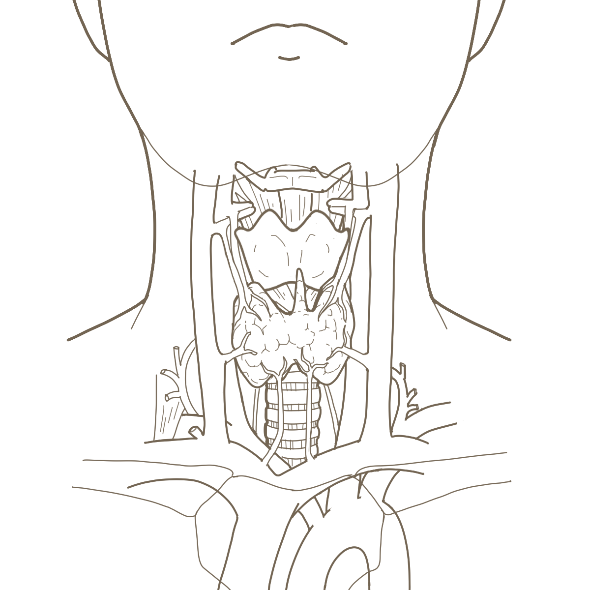 甲状腺 イラスト詳細 5位