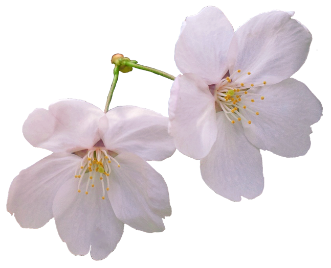 画像 桜 - KibrisPDR