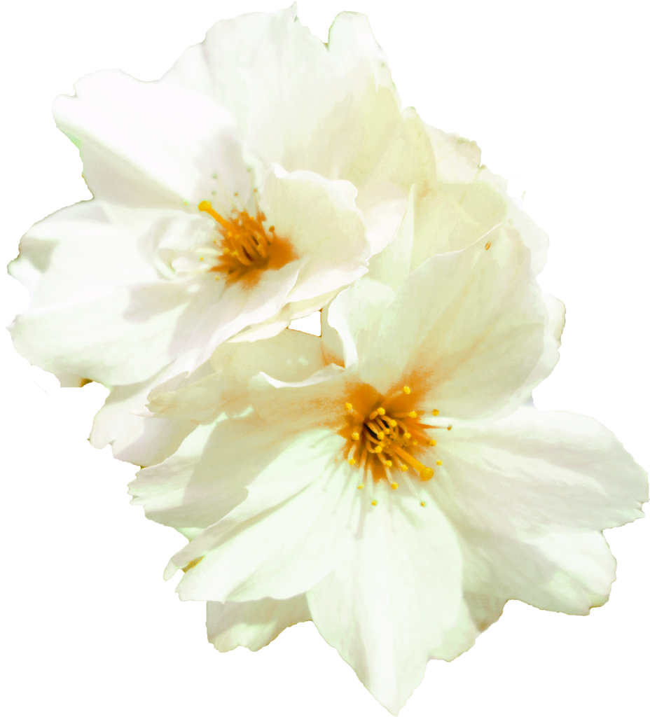 画像 桜詳細 2位