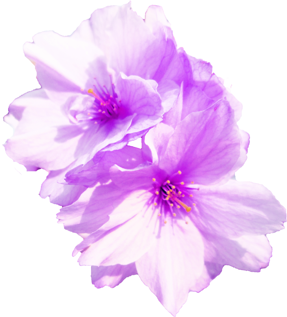画像 桜詳細 3位