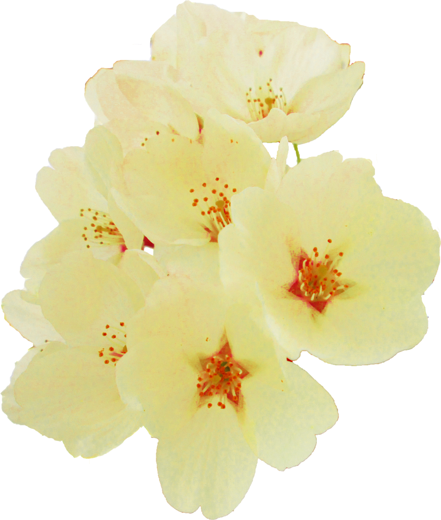 画像 桜詳細 4位
