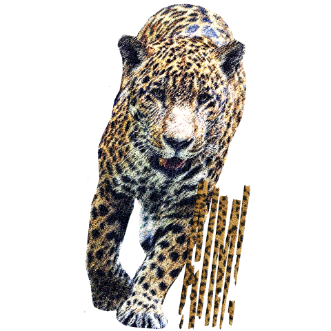白 ヒョウ 柄詳細 11位