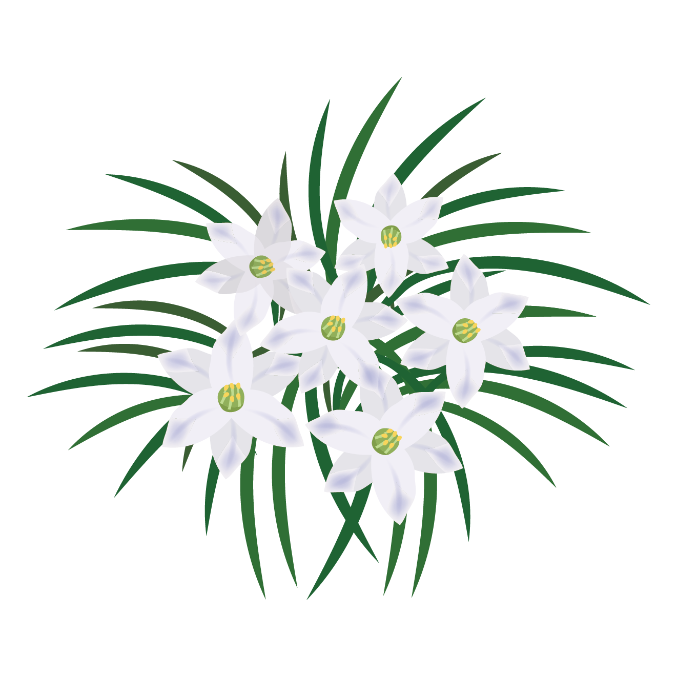 白い 花 イラスト詳細 11位