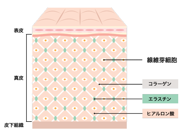 皮膚 構造 イラスト詳細 8位