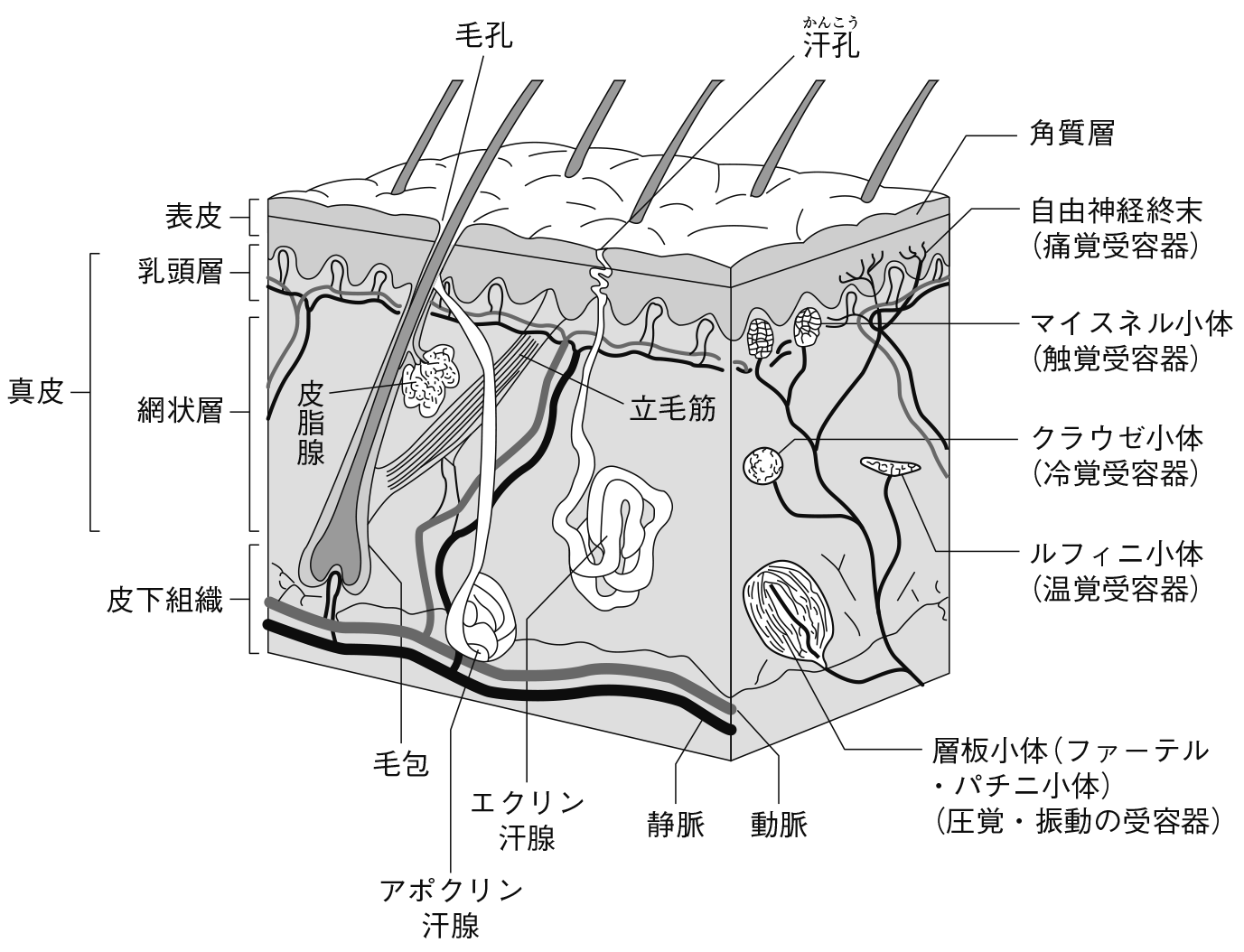 皮膚 構造 イラスト詳細 11位