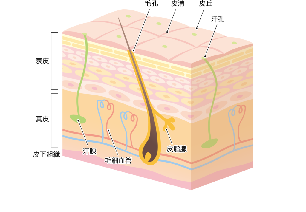 皮膚 構造 イラスト詳細 5位