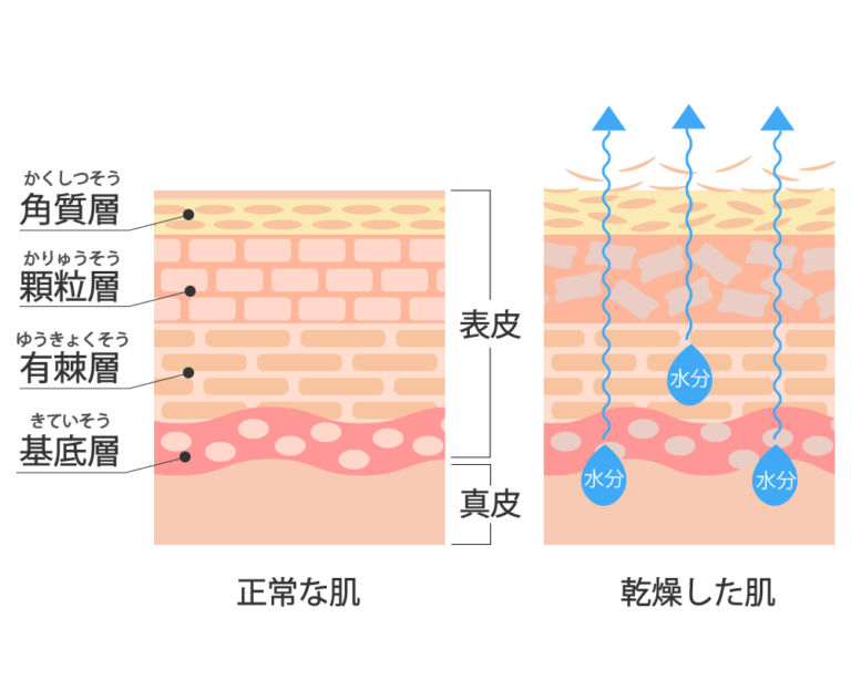 皮膚 構造 イラスト詳細 7位