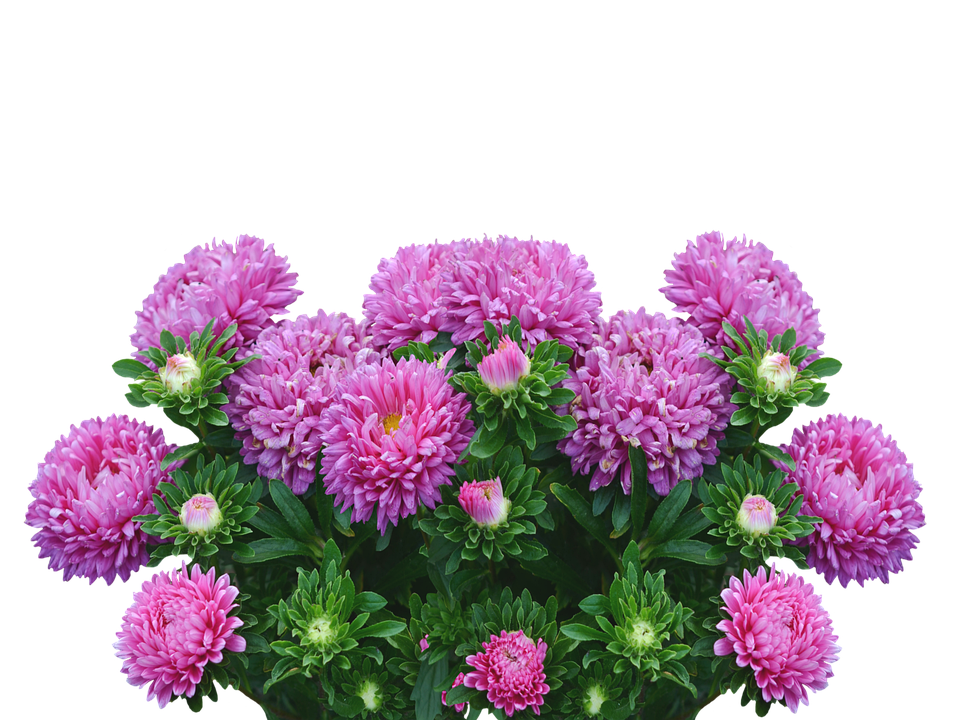 秋 の 花 画像 - KibrisPDR