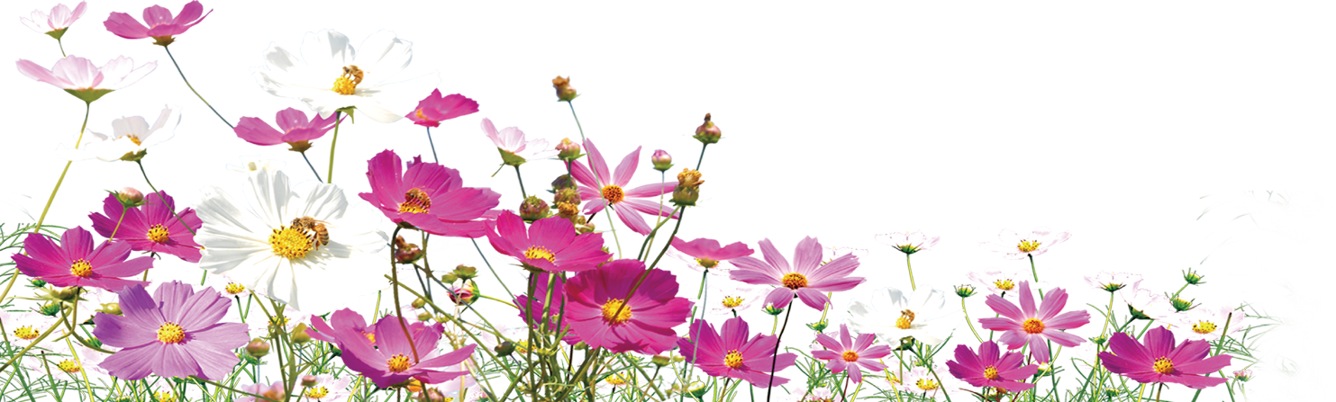秋 の 花 画像詳細 9位