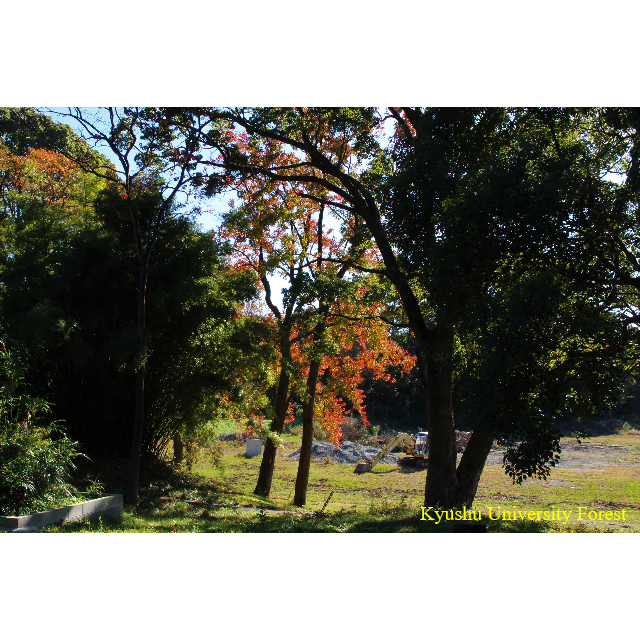 秋 の 風景 写真 無料 - KibrisPDR