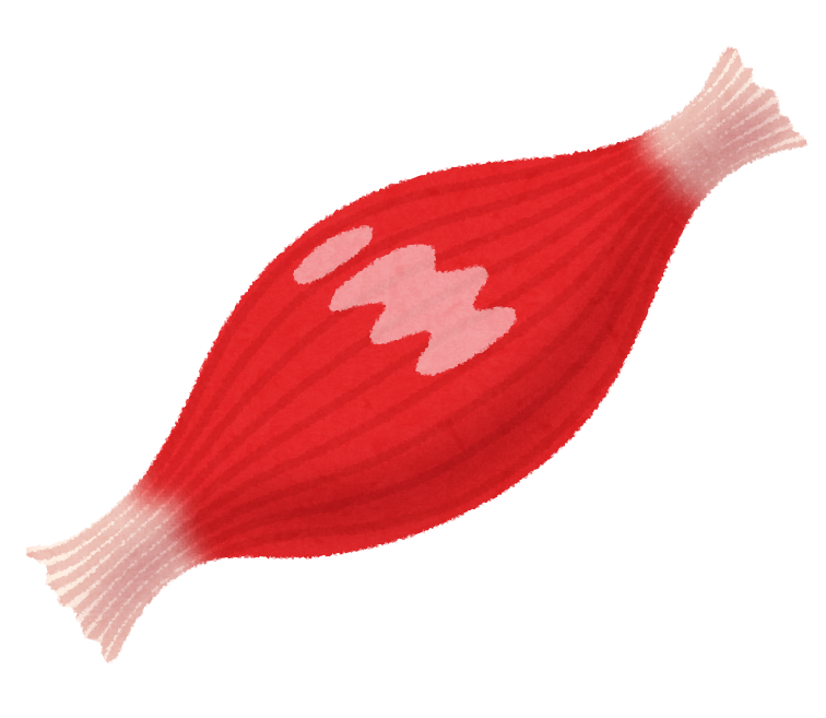 筋肉 イラスト フリー - KibrisPDR