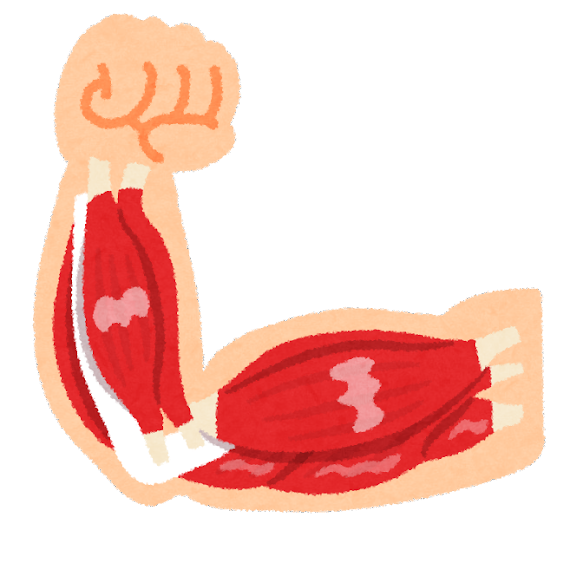 筋肉 イラスト フリー詳細 9位