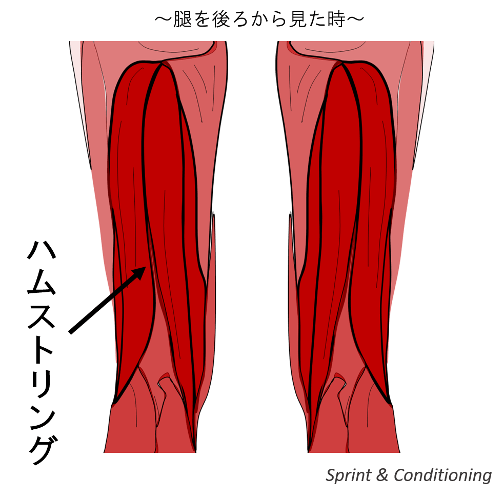 筋肉 構造 イラスト詳細 12位