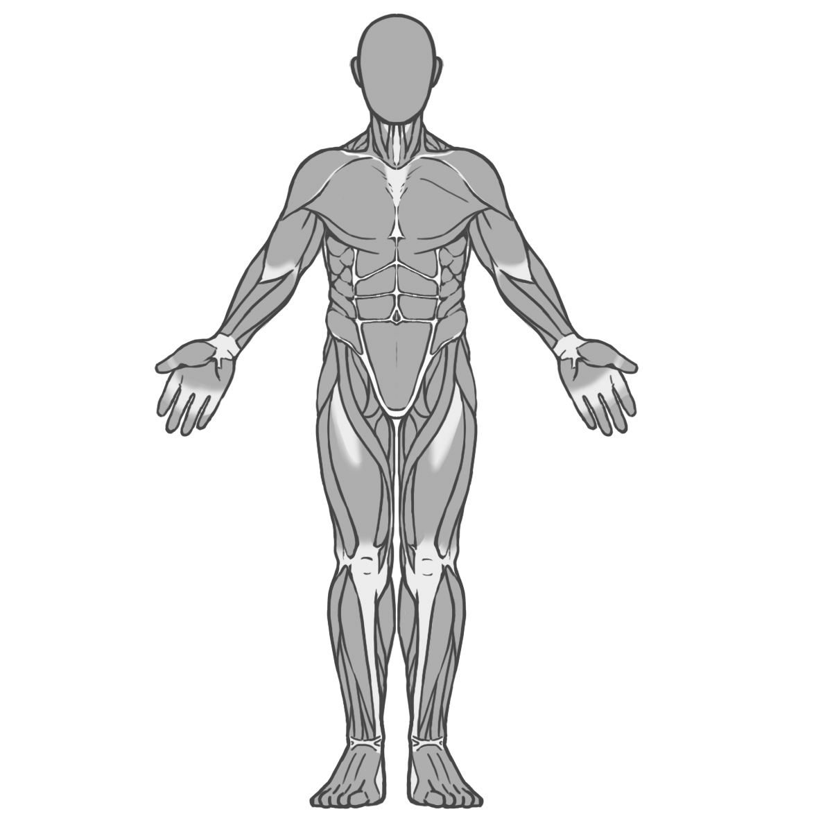 筋肉 構造 イラスト詳細 4位