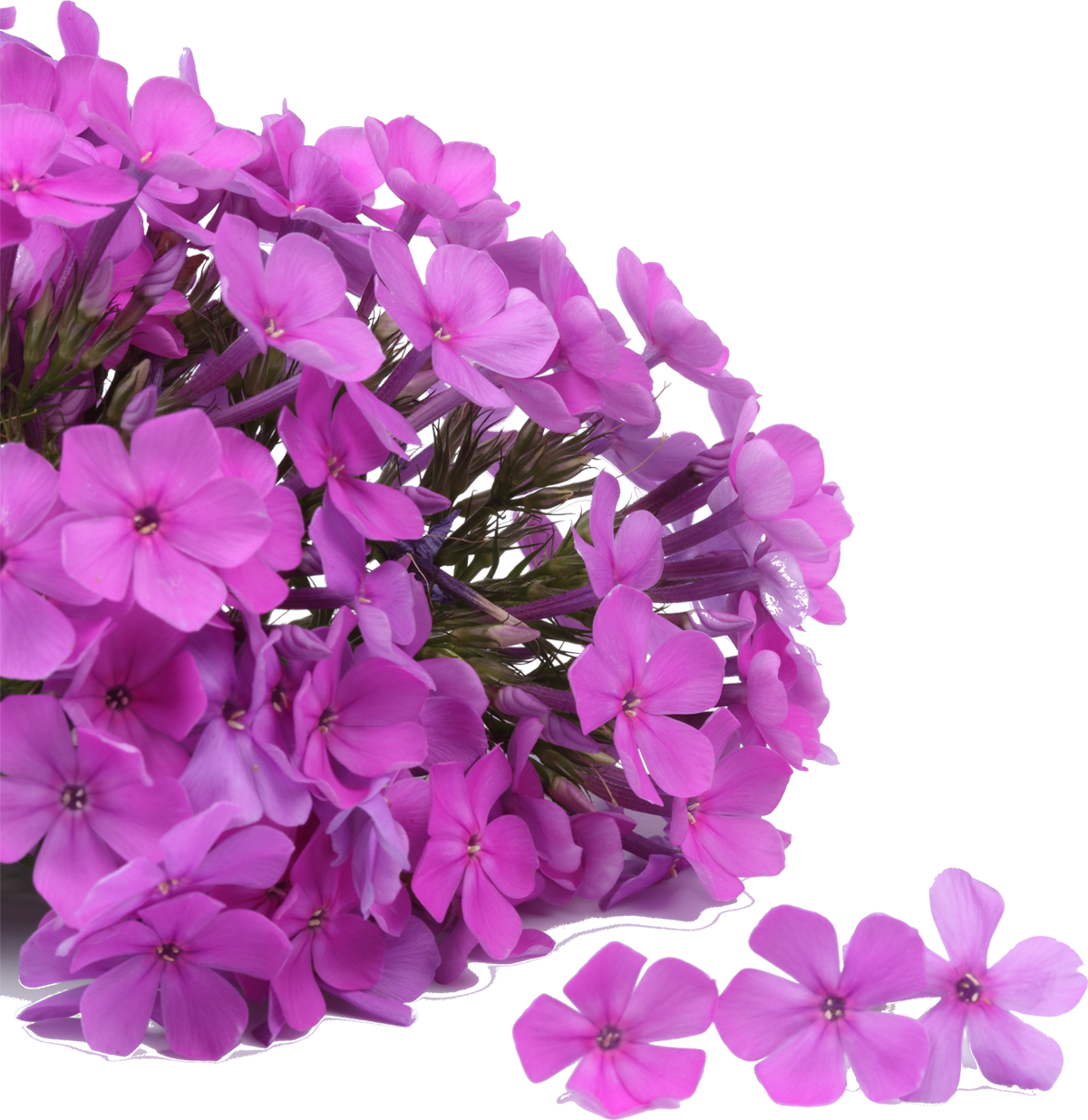 紫 の 花 画像 - KibrisPDR