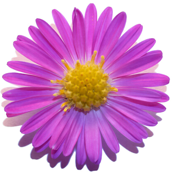 紫 の 花 画像詳細 2位