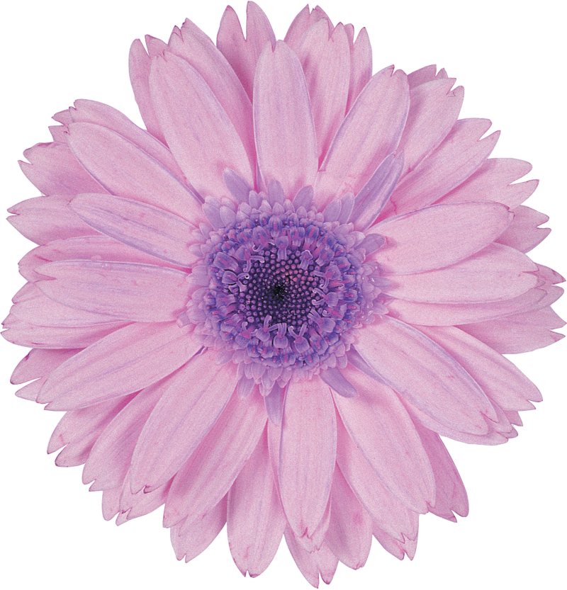 紫 の 花 画像詳細 3位