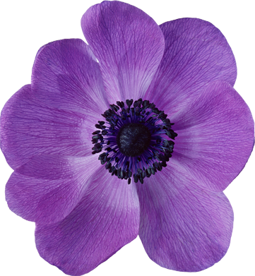 紫 の 花 画像詳細 6位