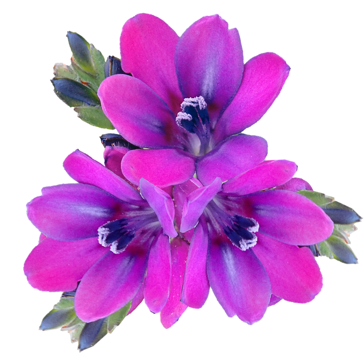 紫 の 花 画像詳細 7位