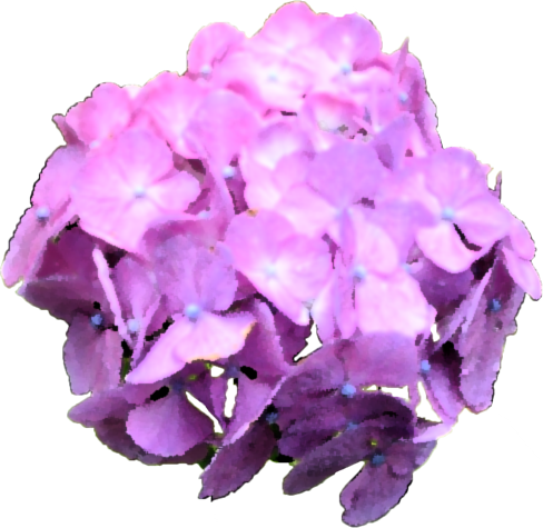 紫 花 画像詳細 12位