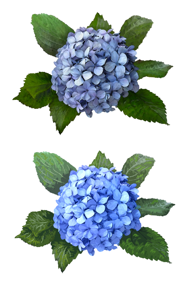 紫陽花 フリー詳細 8位