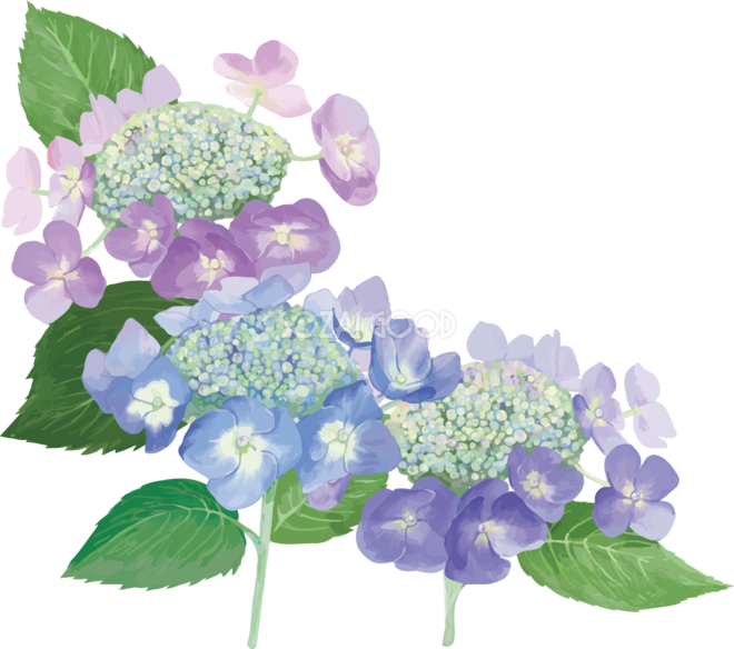 紫陽花 フリー詳細 9位