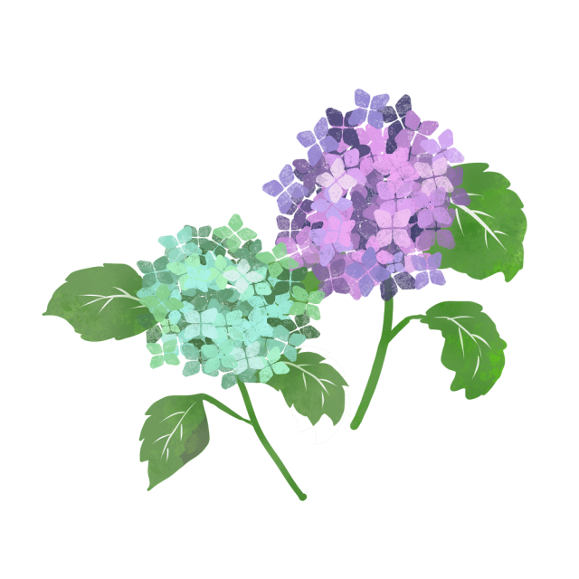 紫陽花 絵詳細 9位