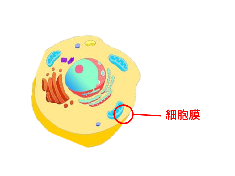 細胞膜 イラスト - KibrisPDR