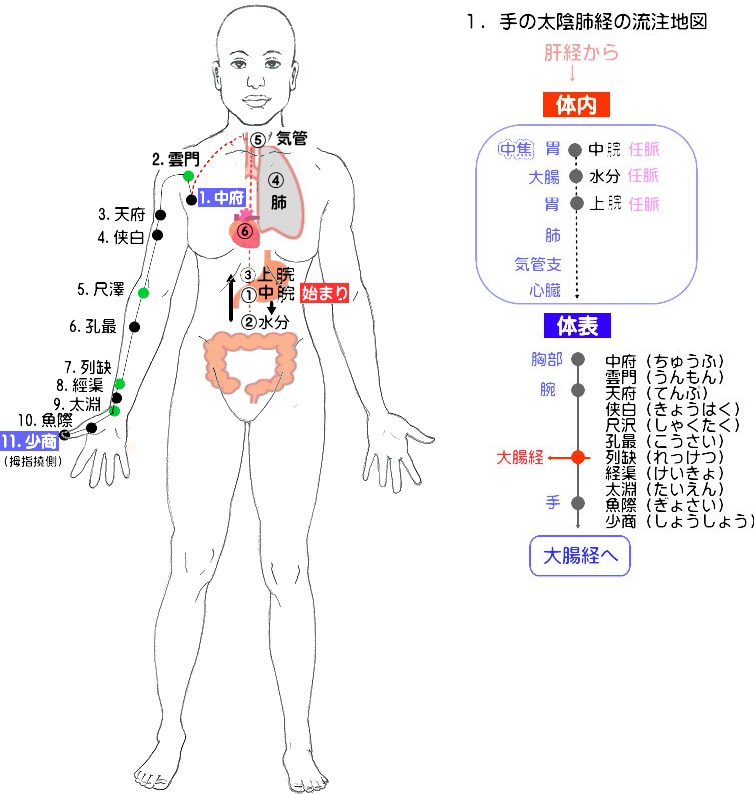 経絡 図 フリー詳細 3位