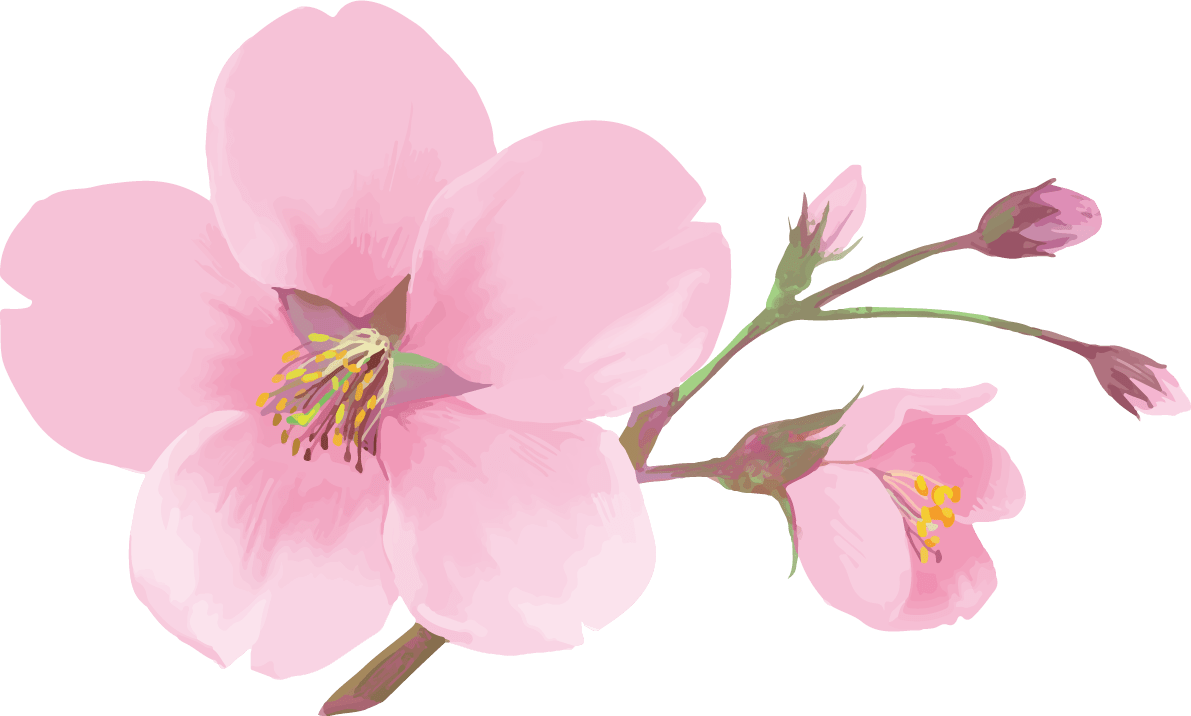 綺麗 な 桜の 画像 - KibrisPDR