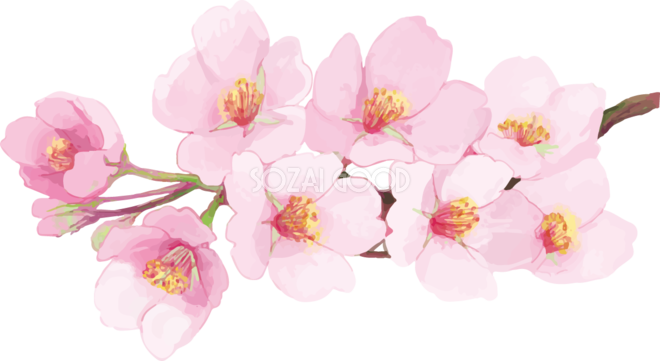 綺麗 な 桜の 画像詳細 2位
