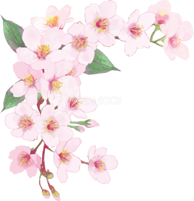 綺麗 な 桜の 画像詳細 11位