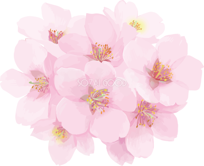 綺麗 な 桜の 画像詳細 3位