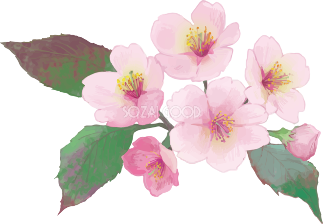 綺麗 な 桜の 画像詳細 4位
