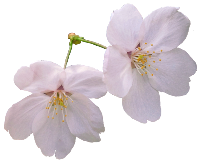綺麗 な 桜の 画像詳細 5位