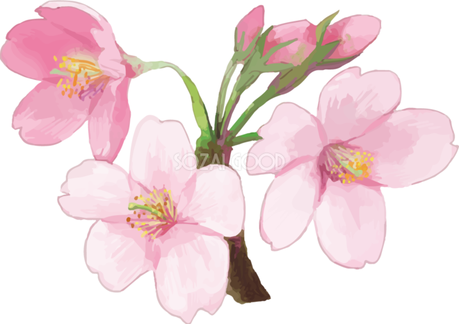 綺麗 な 桜の 画像詳細 8位