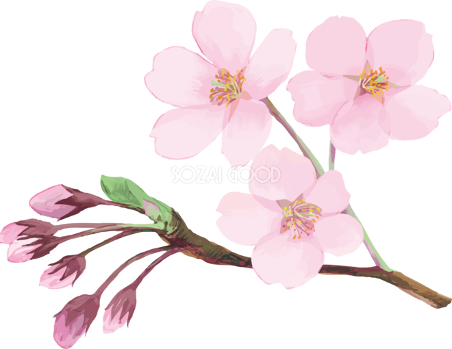 綺麗 な 桜の 画像詳細 9位