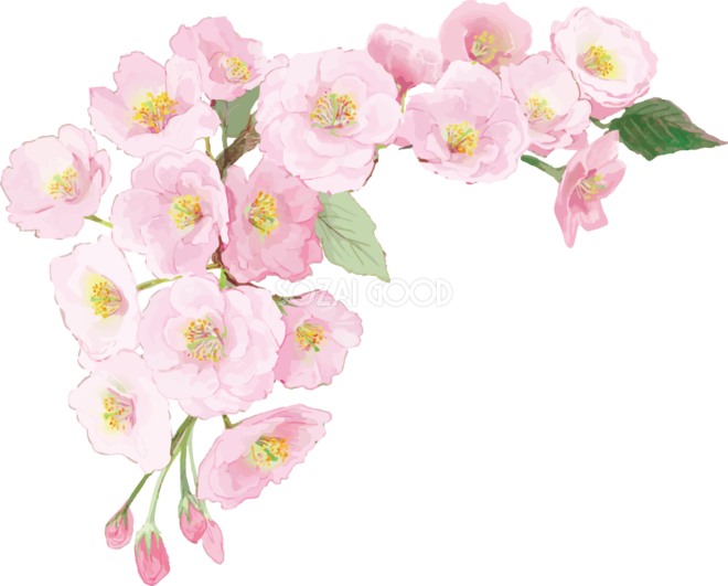 綺麗 な 桜の 画像詳細 10位