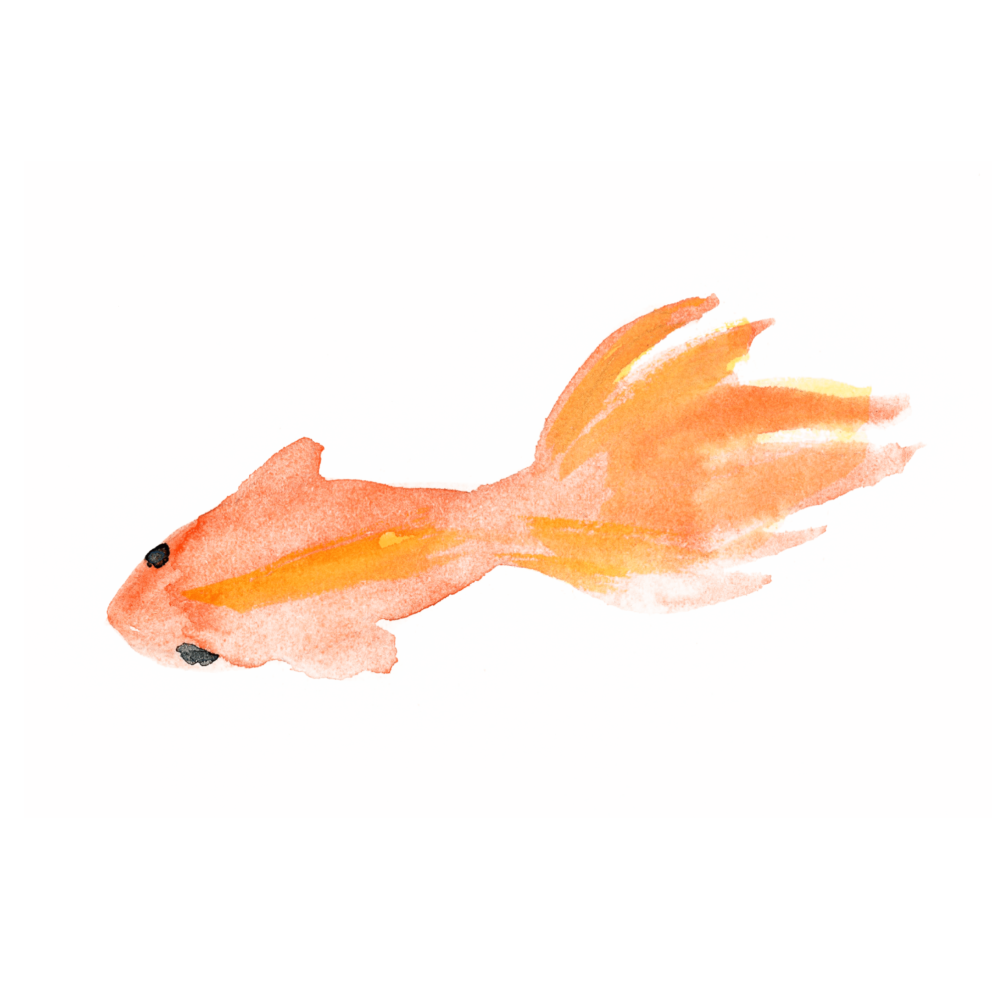 綺麗 金魚 イラスト - KibrisPDR