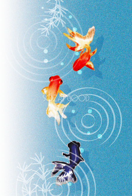 綺麗 金魚 イラスト詳細 9位
