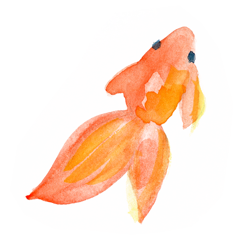 綺麗 金魚 イラスト詳細 11位