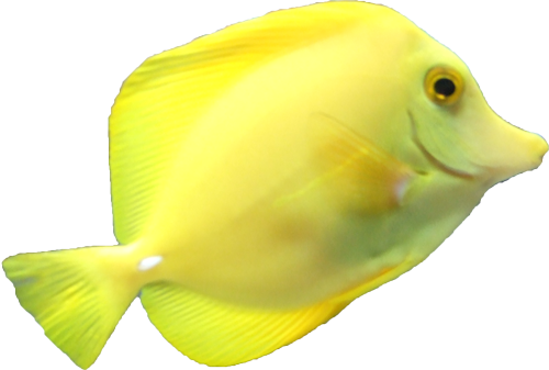 緑 の 魚詳細 11位